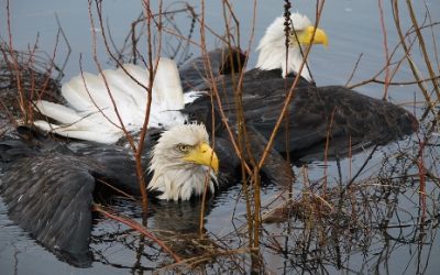 Amazing Rescue of Entangled Eagles From Freezing River