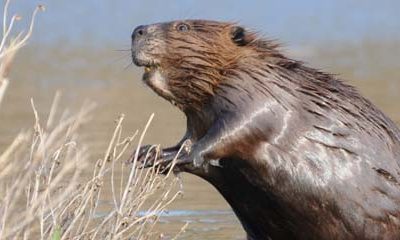 North American Beaver