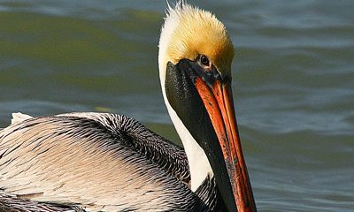 Brown Pelican