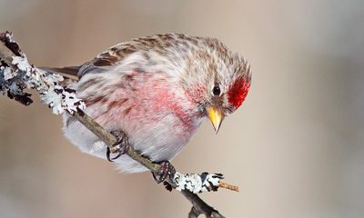 Common Redpoll