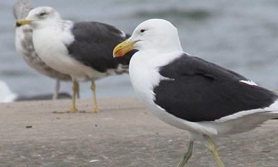 Gulls