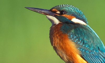 Belted Kingfisher