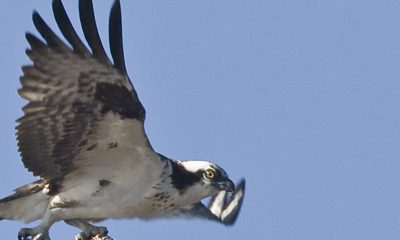 Ospreys