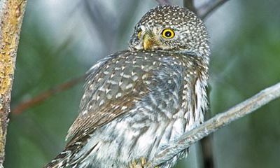 Northern Pygmy Owl Project