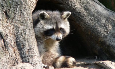 Raccoons