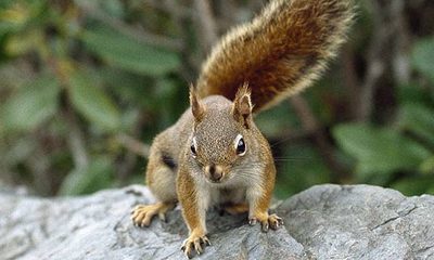 North American Red Squirrel