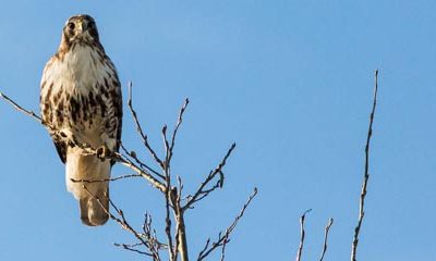 Red-Tailed Hawk