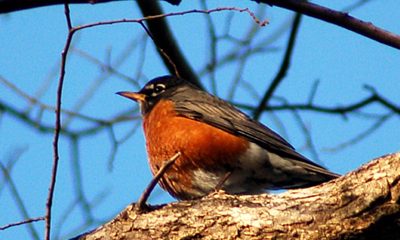 American Robin