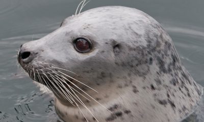 Harbour Seal