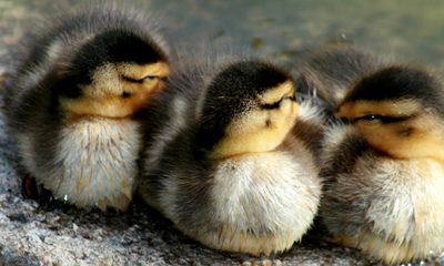 Ducklings