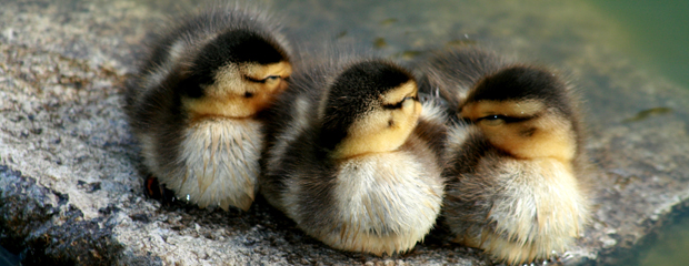 Three Ducklings