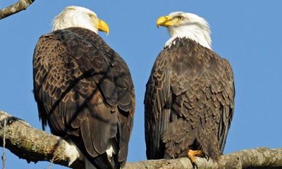 Bald Eagles