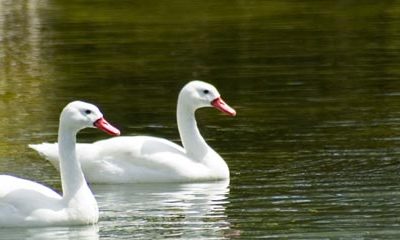 Trumpeter Swans