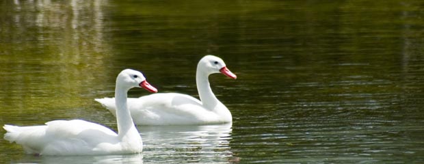 Two Swans Swimming