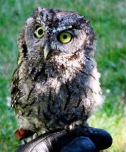 Ambassador Owl Otus