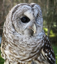 Ambassador Owl Shakespeare