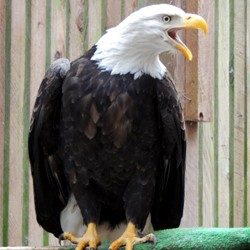 Precarious Rescue Saves Bald Eagle