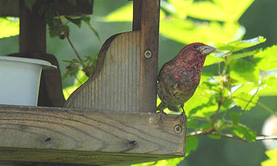 Keep Bird Feeders Clean