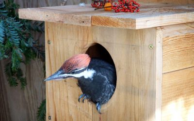 Nests in Nasty Places