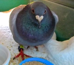 Japanese Pigeon Crosses Pacific to Canada