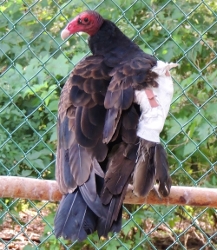 Turkey Vulture with broken wing
