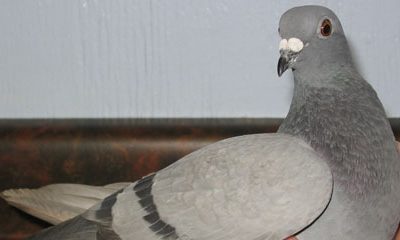 ‘Superior’ Japanese Pigeon Skips Local Race, Lands on Vancouver Island Instead