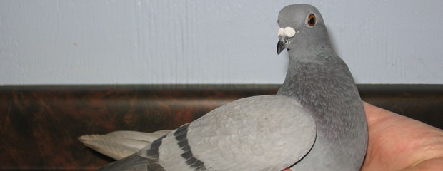 ‘Superior’ Japanese Pigeon Skips Local Race, Lands on Vancouver Island Instead