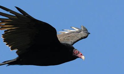 Turkey Vultures