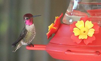 Hummingbirds