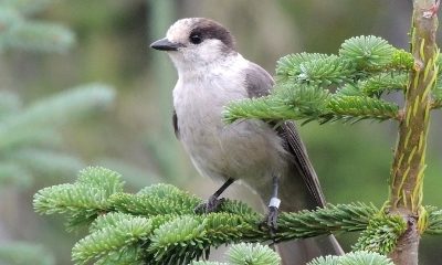 Gray Jays