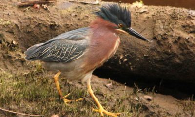 Green Heron