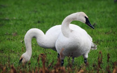 Trumpeter Swans