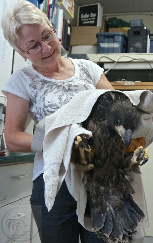 Young Eagle Patient Being Carried