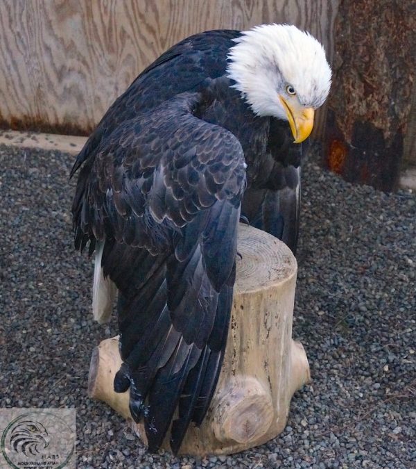 Eagle on Log