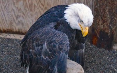 First Eagle Release of 2016