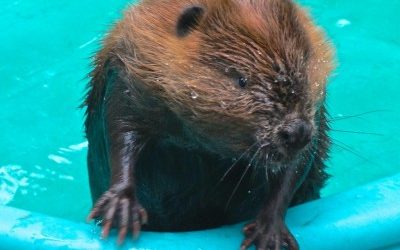 Beaver Release