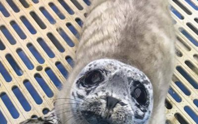 Seal Pup Stranding Season