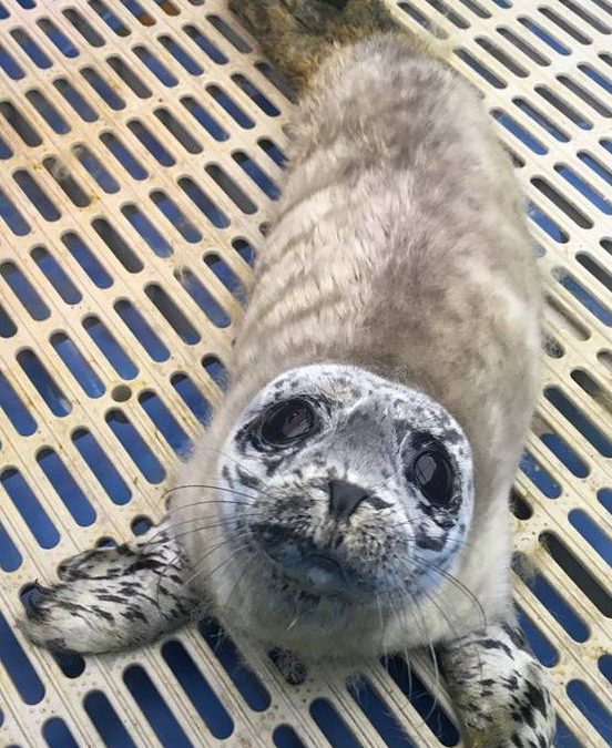 Seal Pup Stranding Season