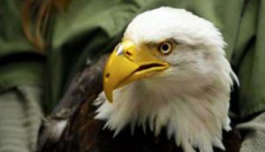 Eagle with Beak Prosthesis