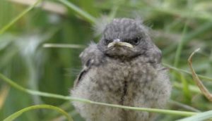 Grumpy Songbird
