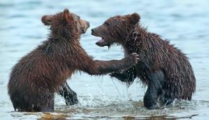 Baby Bears Playing