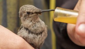 Baby Hummingbird Sipping