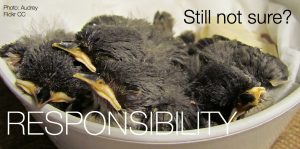 Chicks Responsibility Caption Flickr