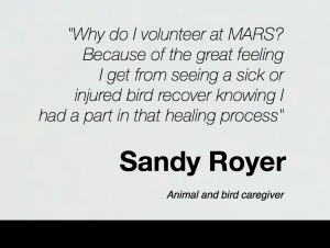 Sandy R on Volunteering Info