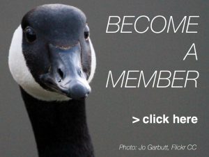 Become A Member Canada Goose Link Flickr