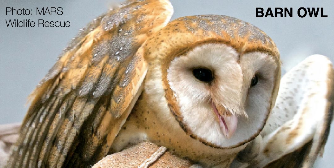 Barn Owl Closeup