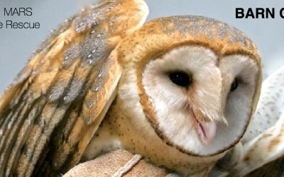 Barn Owl Evasive