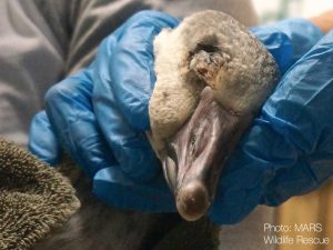 Injured Tundra Swan