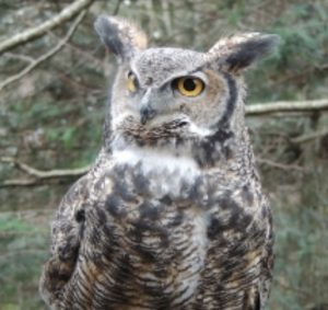Great Horned Owl Brinley