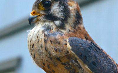 A Kestrel’s Cautionary Tale